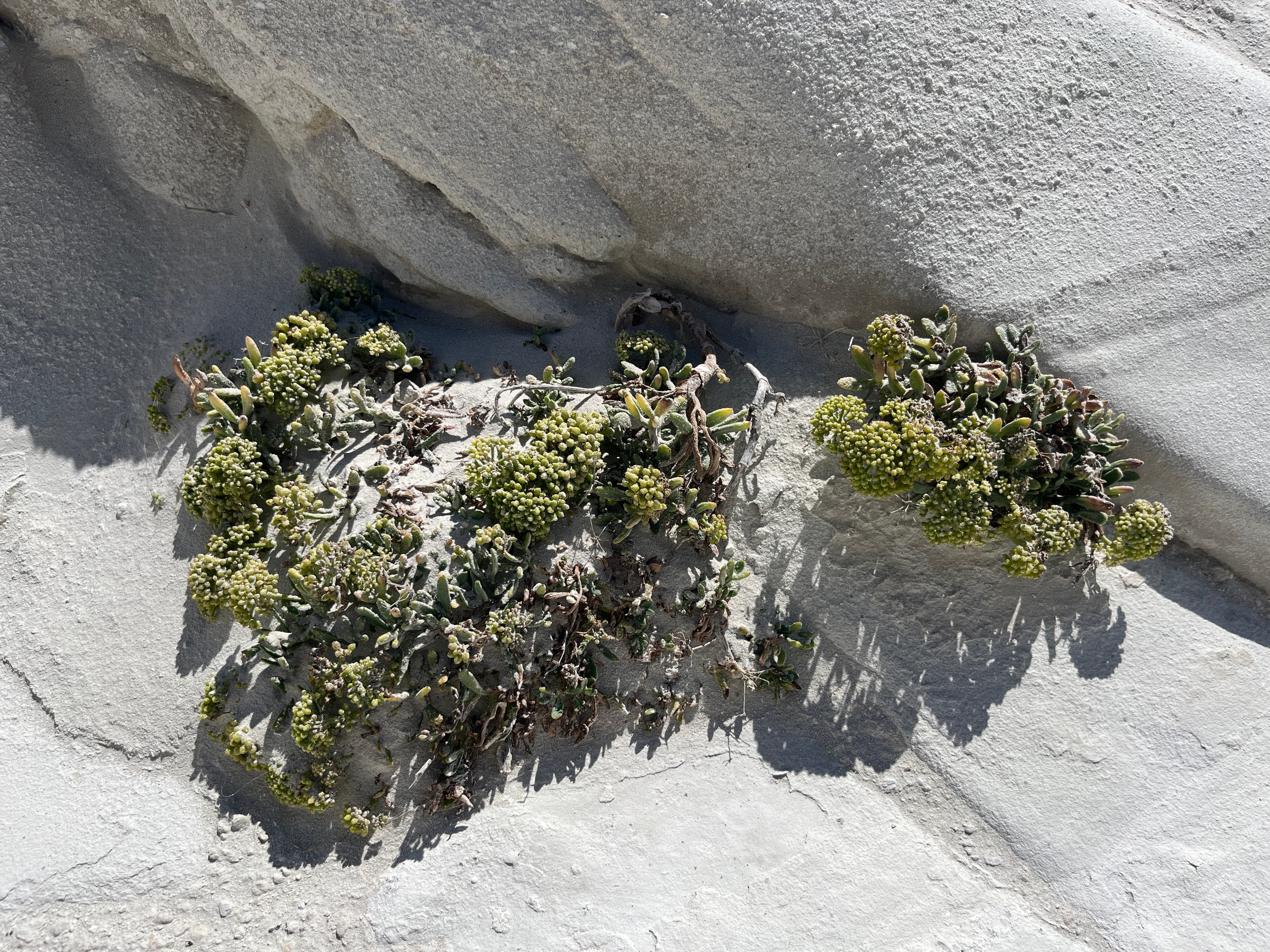 Crithmum maritimum, Milos